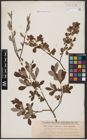 Foto von Salix aurita L. x Salix cinerea L.